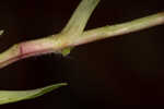 Nakedstem dewflower